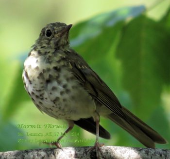 Black-headed Grosbeak