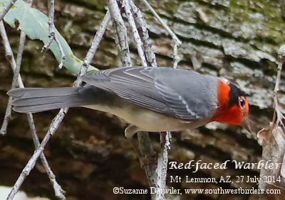 Red-faced warbler