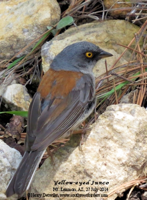 Yellow-eyed Junco