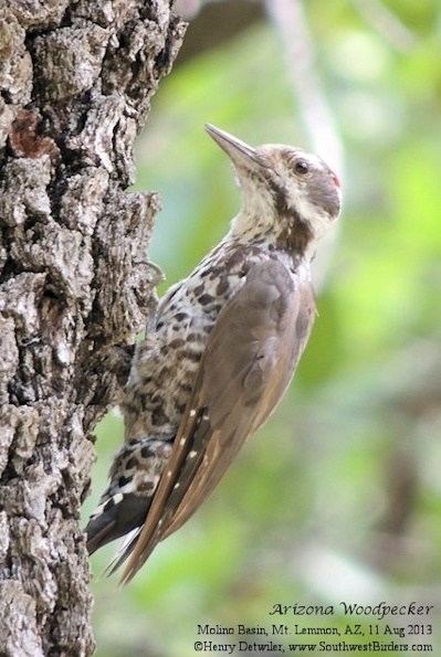 Arizona Woodpecker