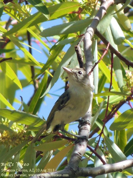 Black-chinned Sparrow