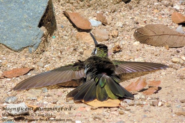 Magnificent Hummingbird