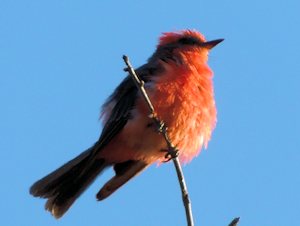 Vermilion Flycatcher