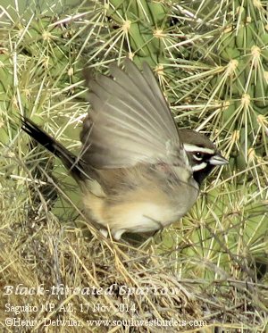 black-throated sparrow