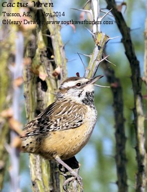 cactus wren