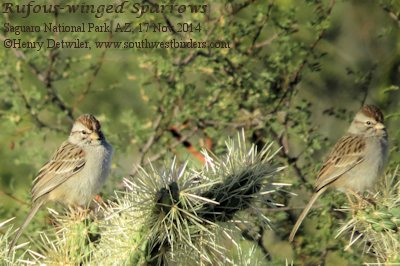 Rufous-winged Sparrow