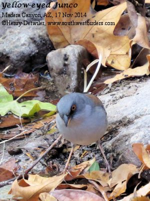 yellow-eyed junco