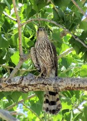 cooper's hawk