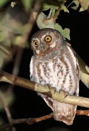 Elf Owl