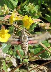 Hummingbird Moth