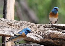 Lazuli Bunting