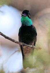 Magnificent Hummingbird