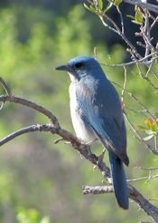 Mexican Jay