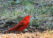 Summer Tanager