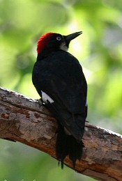 acorn woodpecker