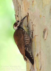 arizona woodpecker