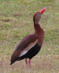 black bellied whistling duck