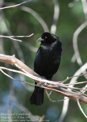 bronzed cowbird