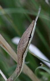 brown vine snake