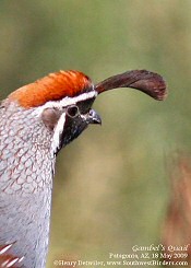 california quail