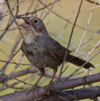 canyon towhee