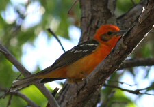 flame colored tanager