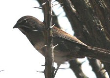 five-striped sparrow