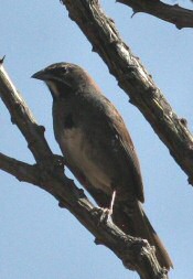 five-striped sparrow