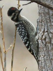 ladder-backed woodpecker