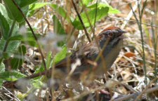 rufous-capped sparrow