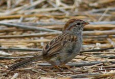 rufous-winged sparrow