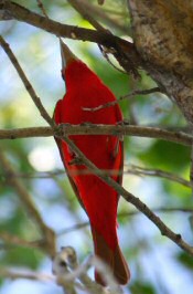 summer tanager