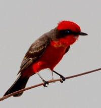 vermilion flycatcher