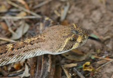 western diamondback