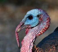 wild turkey