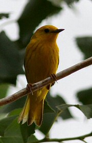 yellow warbler