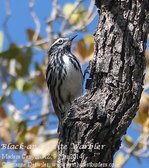 Black-and-white Warbler