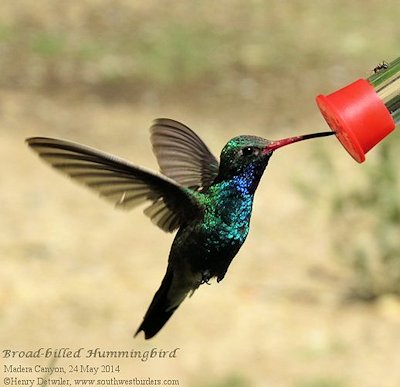 Broad-billed Hummingbird