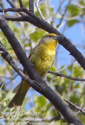 Hepatic Tanager