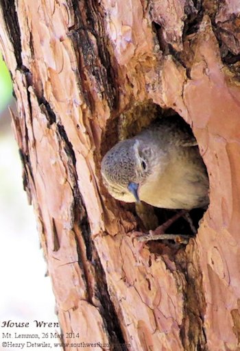 House Wren