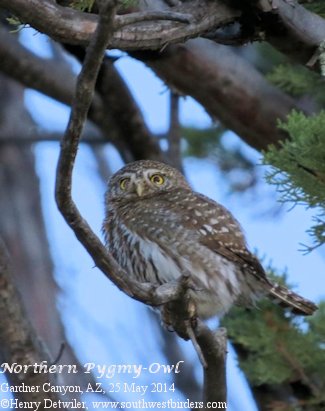 Northern Pygmy-Owl