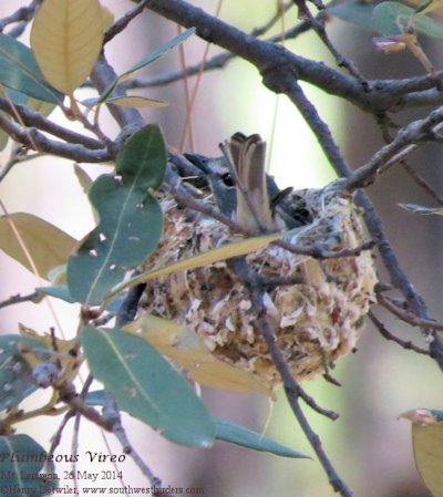 Plumbeous Vireo