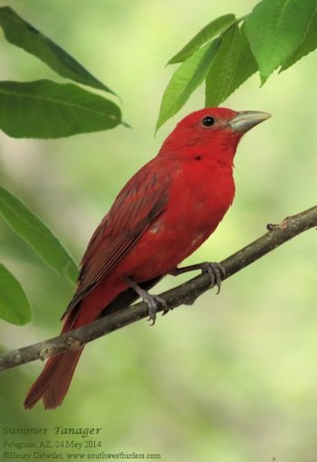 summer tanager