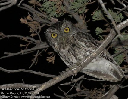 Whiskered Screech-Owl