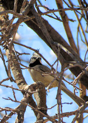 bridled titmouse