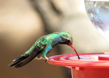 broad-billed hummingbird