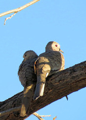 Inca Doves