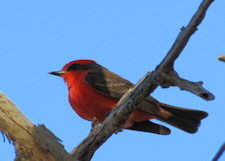 vermilion flycatcher