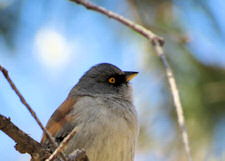 yellow-eyed Junco