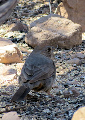 Canyon Towhee